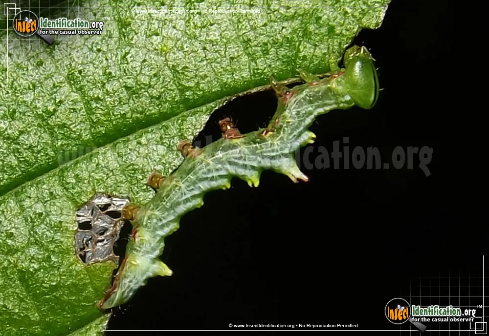 Double-toothed Prominent - photo 3