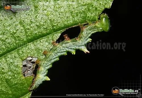 Double-toothed Prominent - photo 4