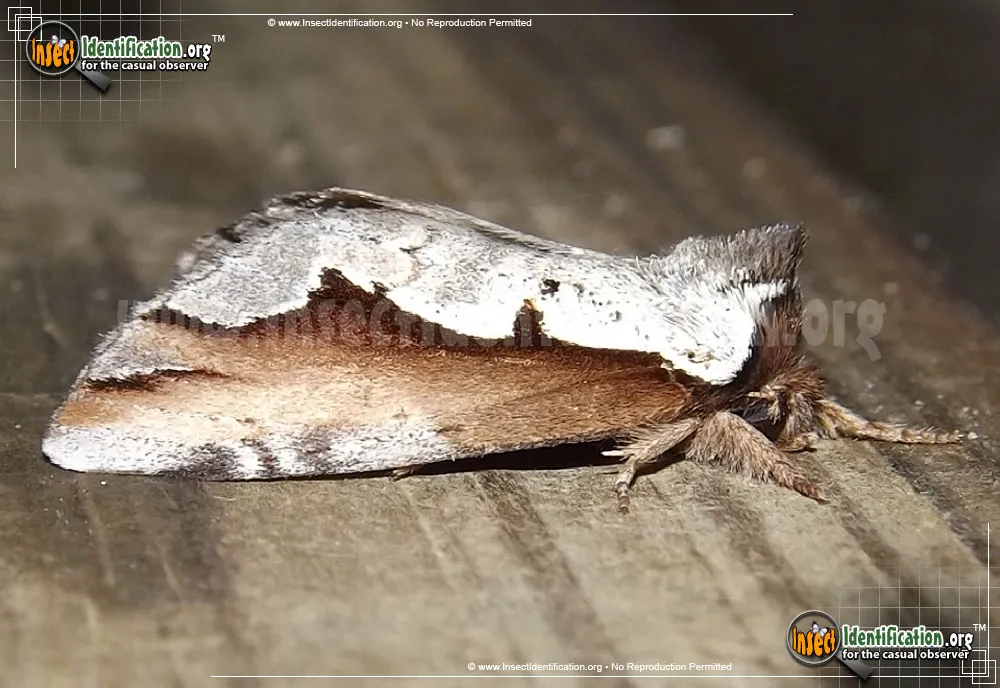 Double-toothed Prominent - photo 5