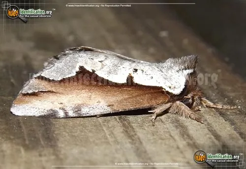 Double-toothed Prominent - photo 6