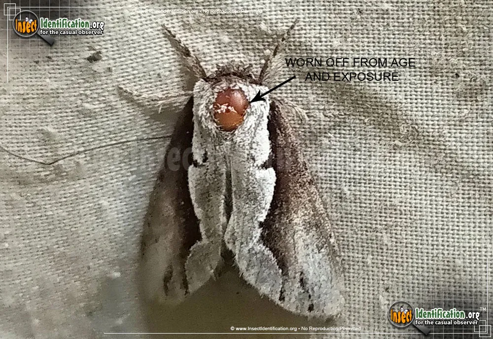 Double-toothed Prominent - photo 7