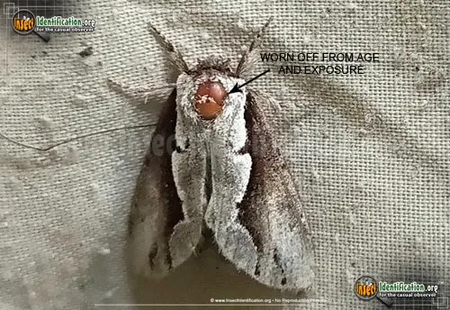Double-toothed Prominent - photo 8