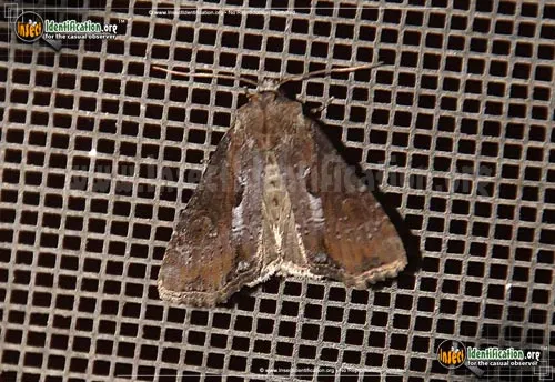 Double Lobed Moth - photo 2