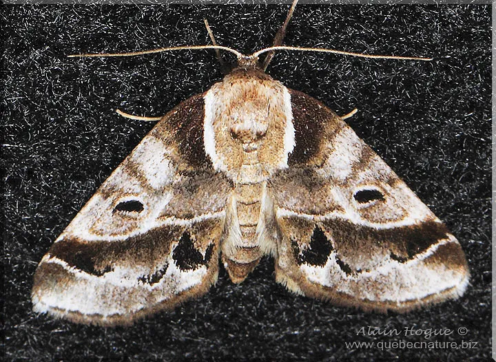 Doubleday's Baileya Moth - photo 2