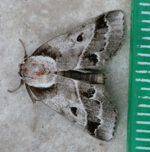 Doubleday's Baileya Moth - photo 4
