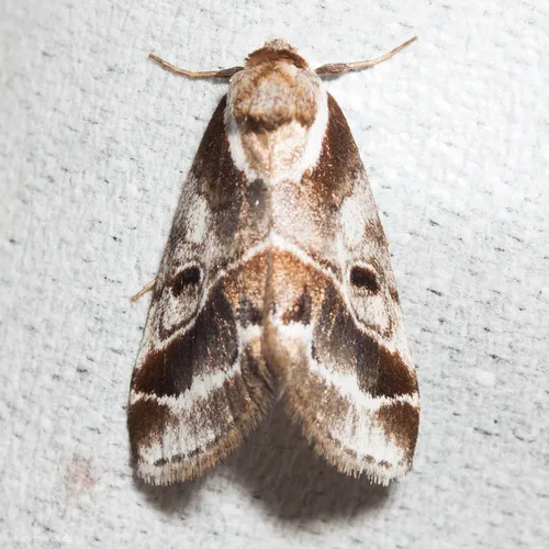 Doubleday's Baileya Moth - photo 5