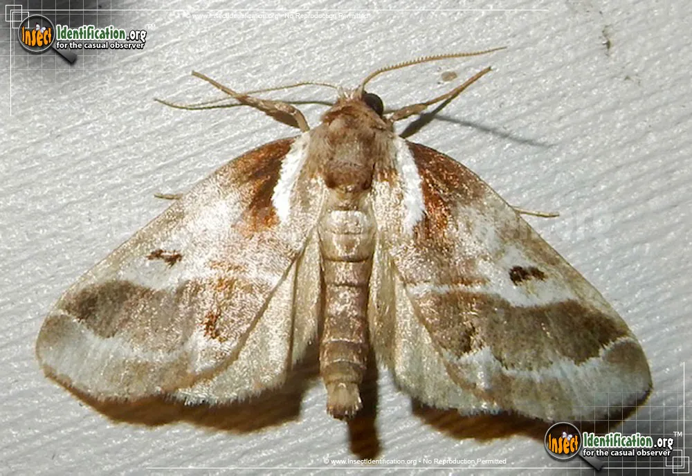 Doubleday's Baileya Moth - photo 7