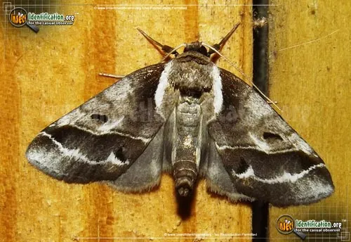 Doubleday's Baileya Moth - photo 8