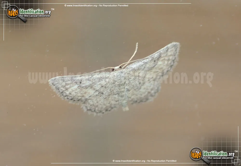 Drab Brown Wave Moth