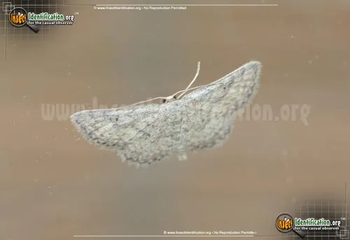 Drab Brown Wave Moth - photo 2
