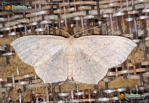 Drab Brown Wave Moth - photo 4