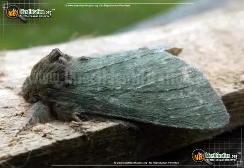 Drab Prominent - photo 2