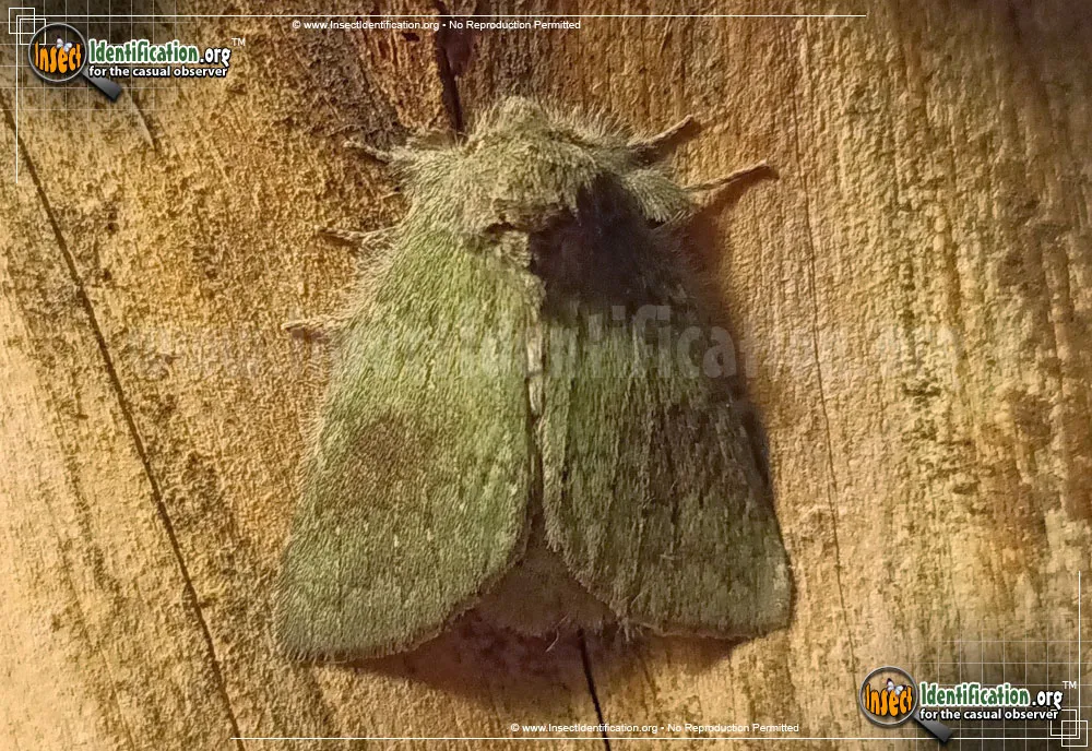 Drab Prominent - photo 3