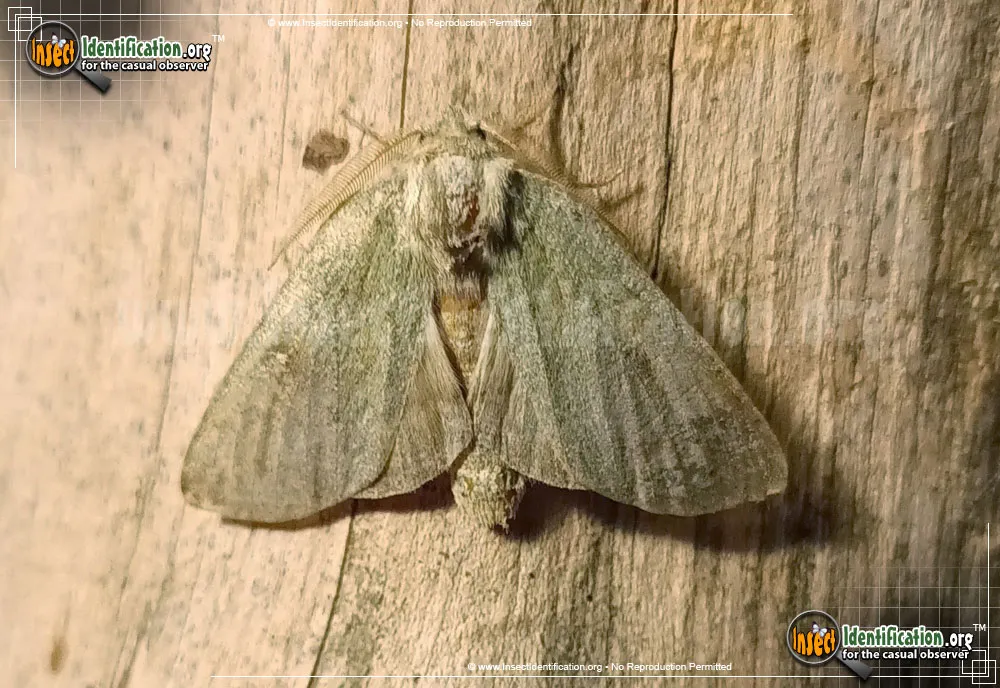 Drab Prominent - photo 5