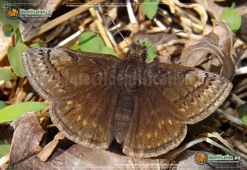Dreamy Duskywing - photo 2