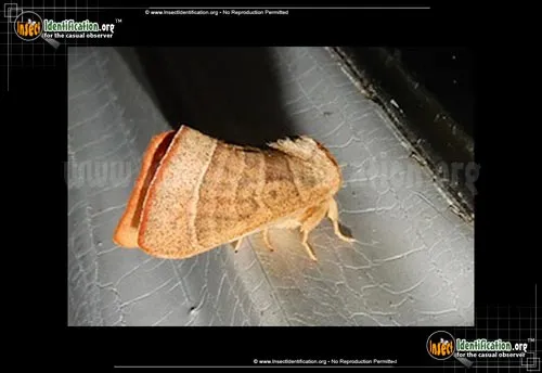 Drexel's Datana Moth - photo 2