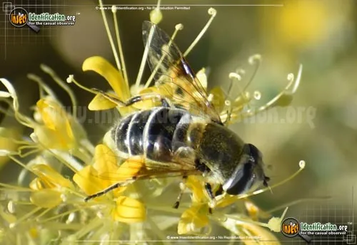 Drone Fly - photo 2