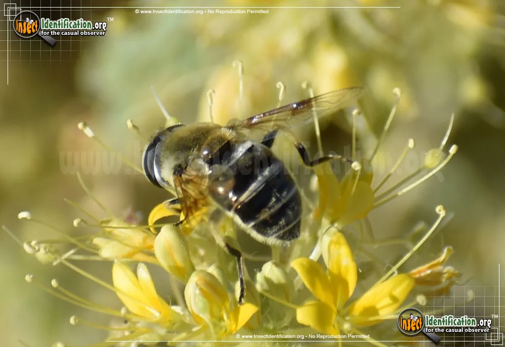 Drone Fly - photo 3
