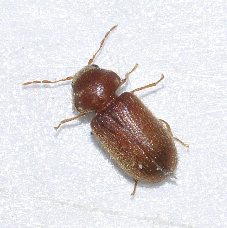 Drugstore Beetle - photo 2