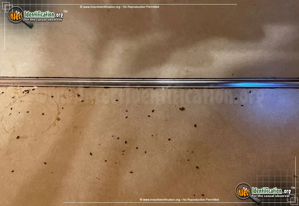 Drugstore Beetle - photo 4