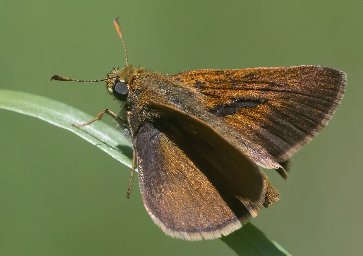Dun Skipper - photo 3