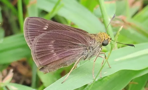 Dun Skipper - photo 4