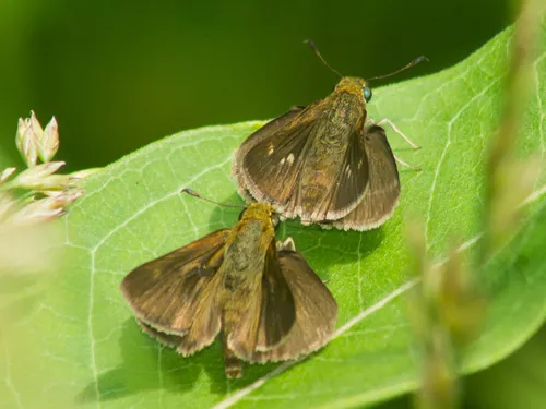 Dun Skipper - photo 5