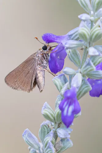 Dun Skipper - photo 6