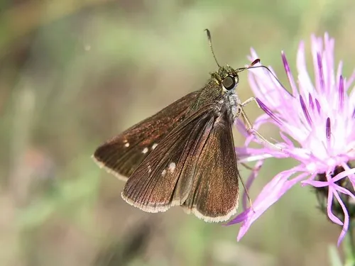 Dun Skipper - photo 7
