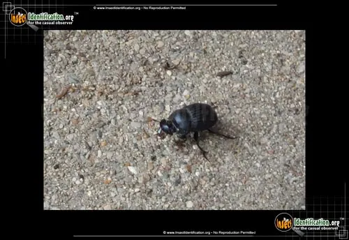 Dung Beetle -Dichotomius sp. - photo 2