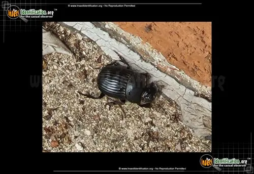 Dung Beetle -Dichotomius sp. - photo 4