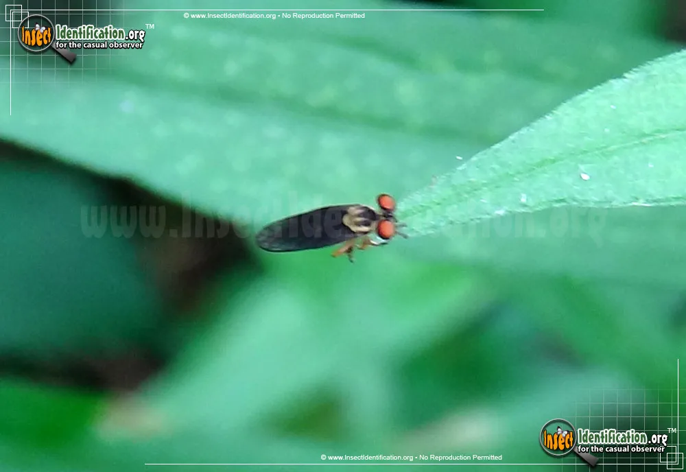 Dusky Goggle Eye - photo 3