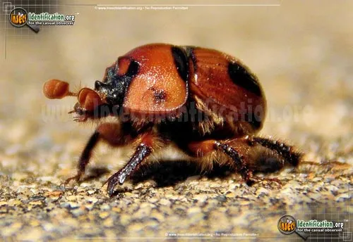 Earth-boring Scarab Beetle - photo 2