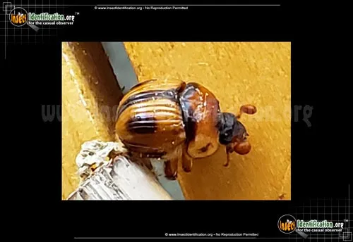 Earth-boring Scarab Beetle - photo 4
