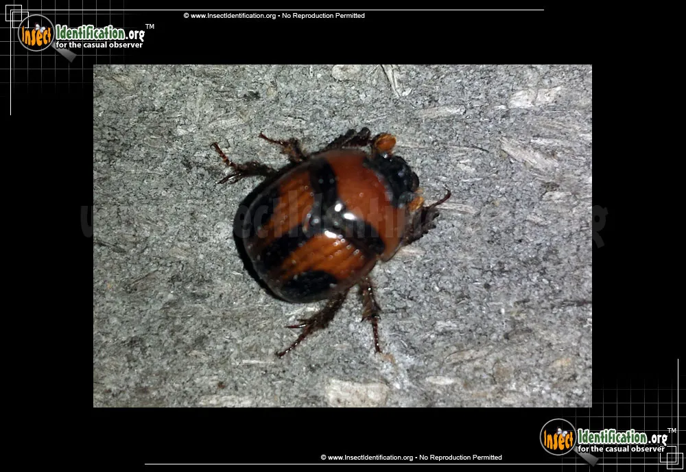 Earth-boring Scarab Beetle - photo 5