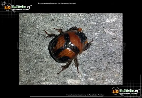 Earth-boring Scarab Beetle - photo 6
