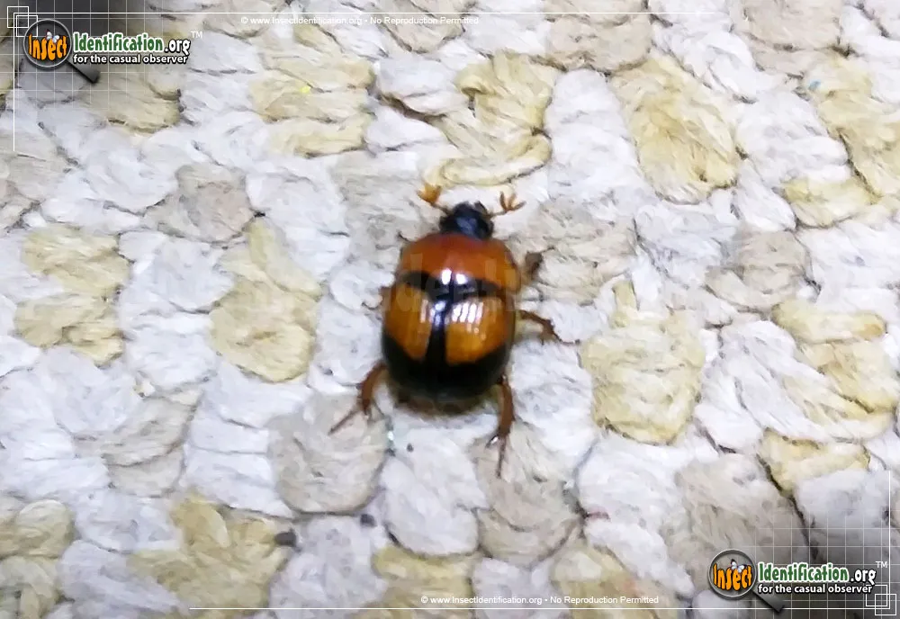 Earth-boring Scarab Beetle - photo 7