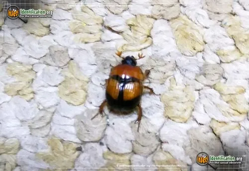 Earth-boring Scarab Beetle - photo 8