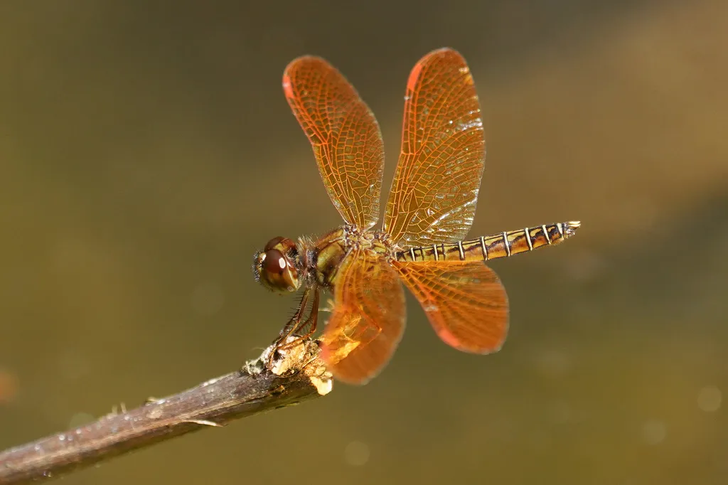 Eastern Amberwing - photo 2