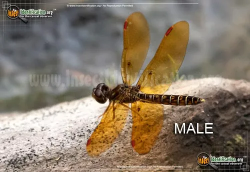 Eastern Amberwing - photo 3