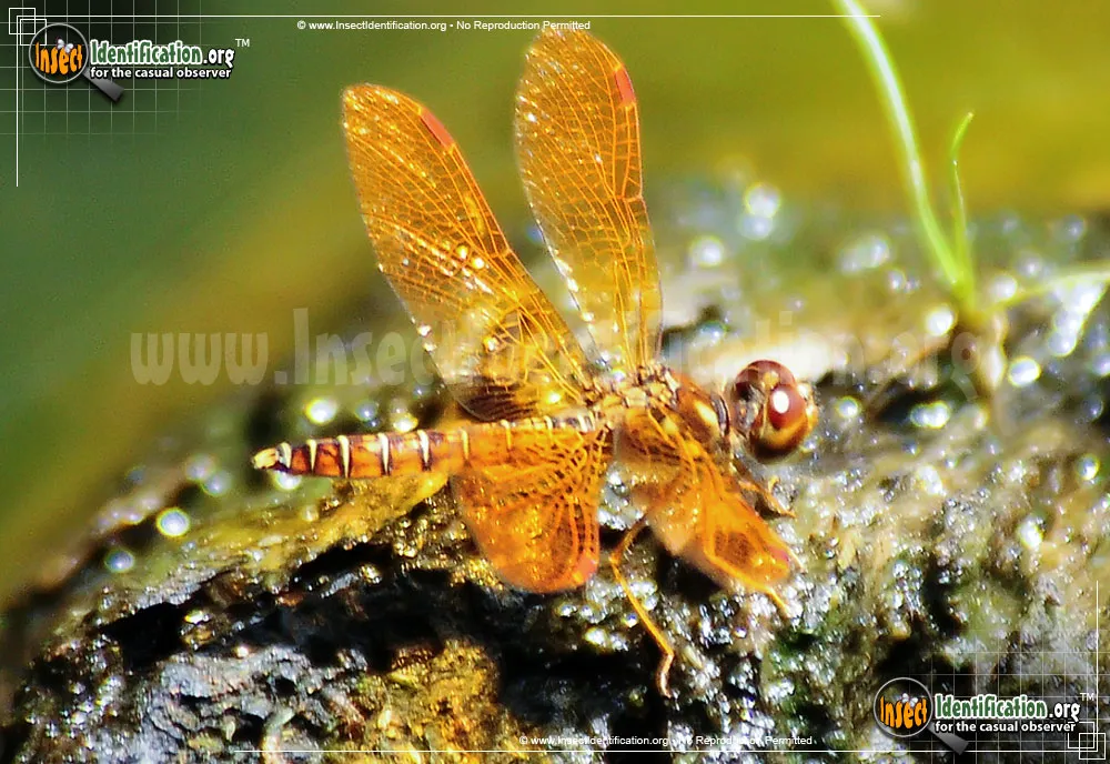 Eastern Amberwing - photo 4