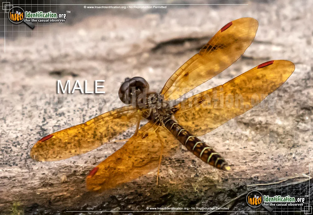 Eastern Amberwing - photo 5