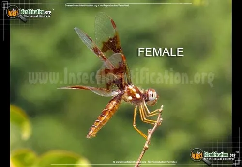 Eastern Amberwing - photo 6