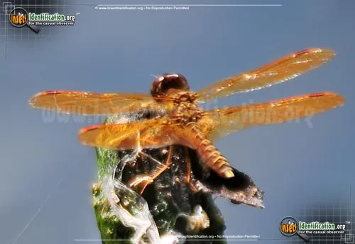 Eastern Amberwing - photo 7