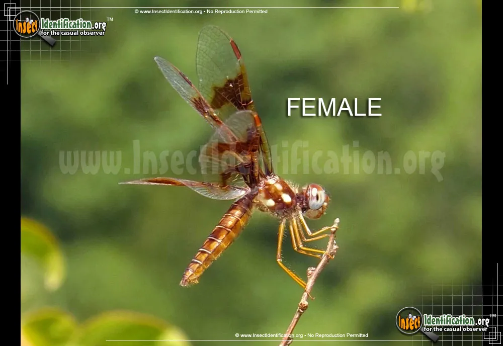 Eastern Amberwing - photo 8