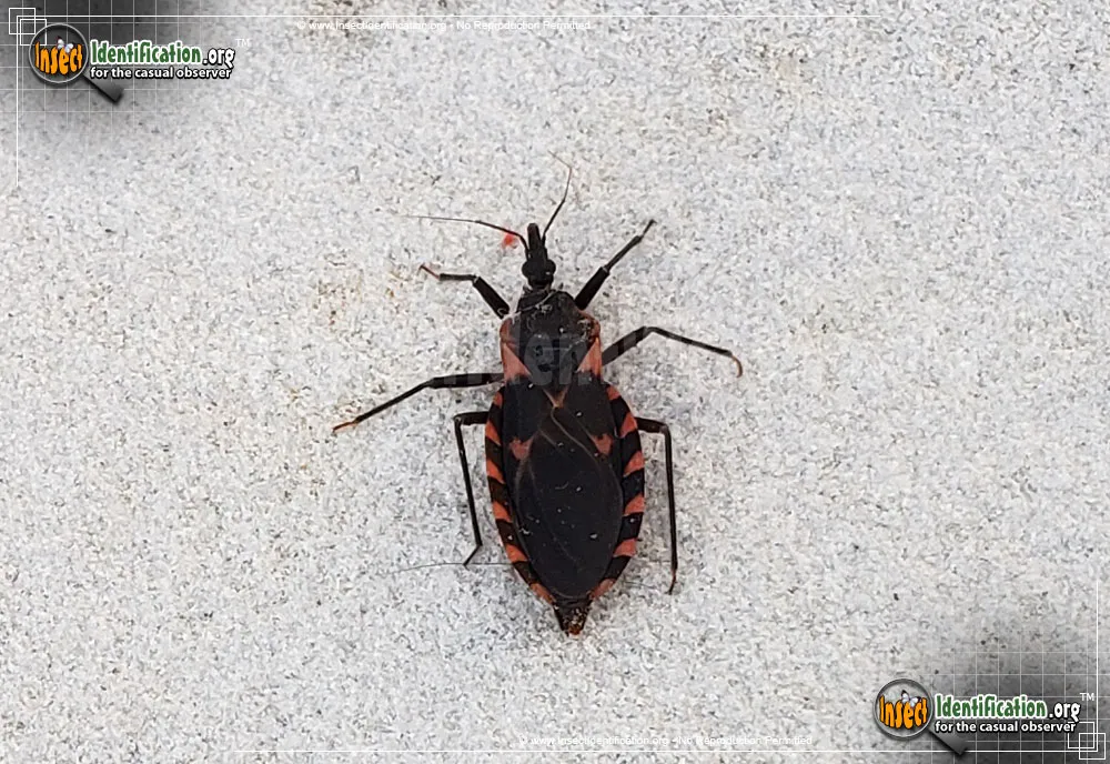 Eastern Blood-sucking Conenose