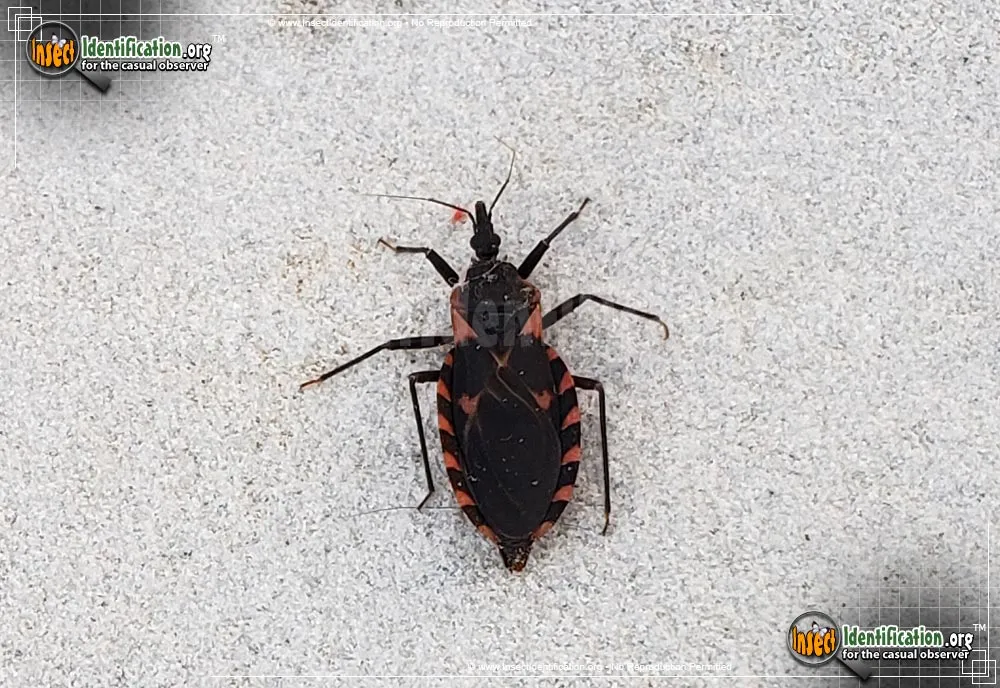 Eastern Blood-sucking Conenose - photo 2