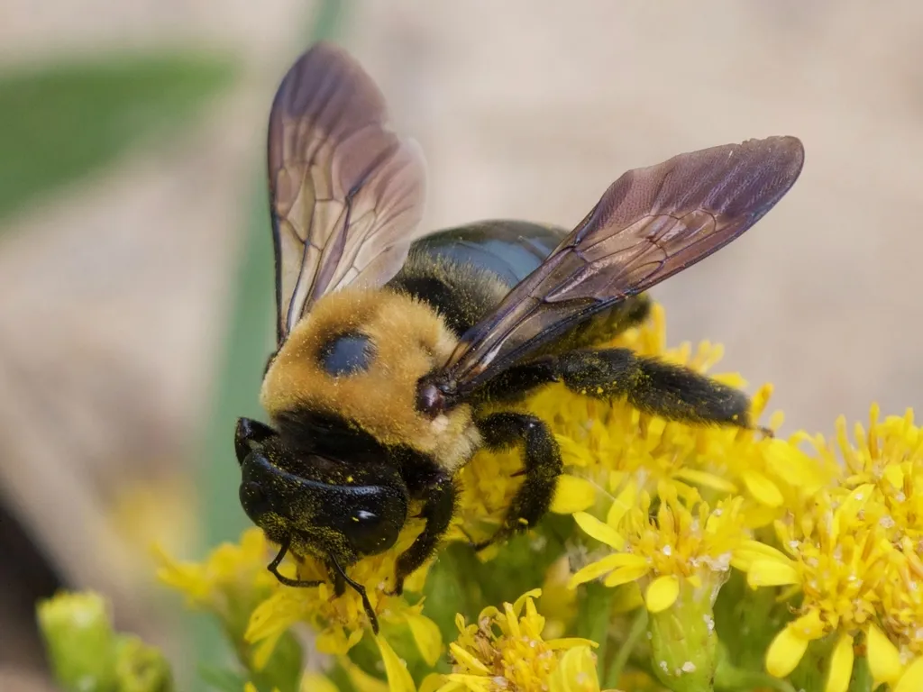 Eastern Carpenter Bee - photo 3