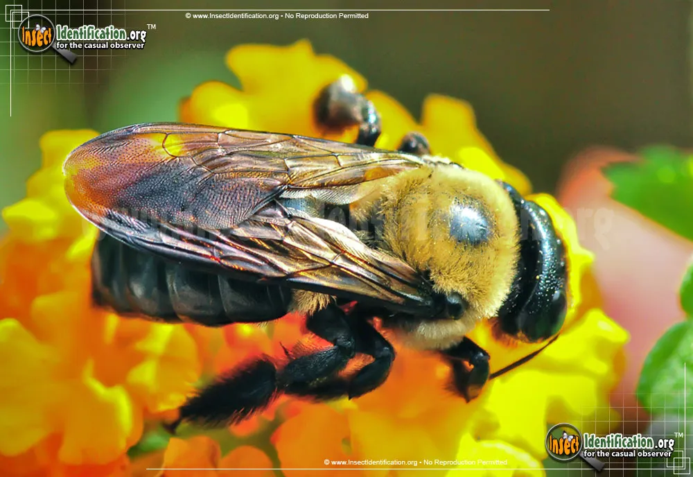Eastern Carpenter Bee - photo 4
