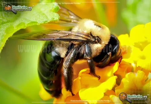 Eastern Carpenter Bee - photo 6